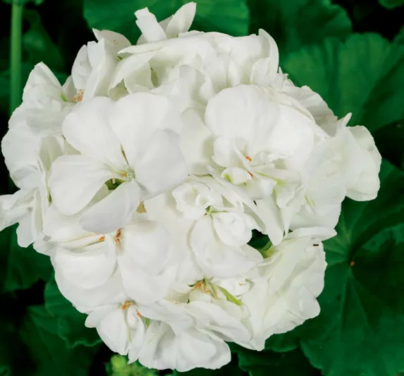 Pelargonium Americana White, Zonal Geranium Americana White, evergreen perennial, evergreen shrub, White flowers, Fancy Leaf Geranium 'Americana White'