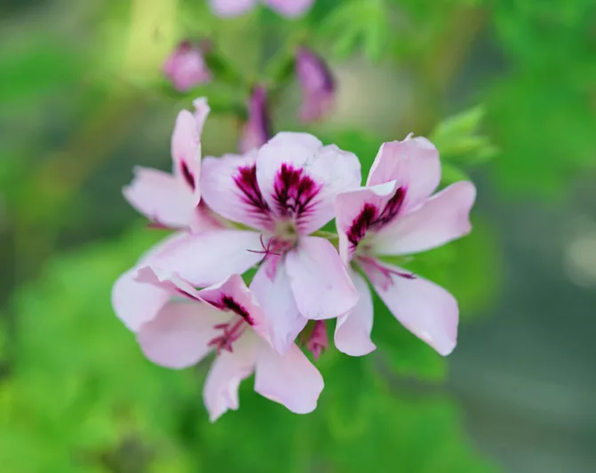 Pelargonium Citronella, Scented Geranium 'Citronella', Citronella Mosquito Plant, Citronella Geranium, evergreen perennial, evergreen shrub, lavender flowers, pink flowers