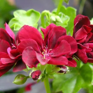 Pelargonium peltatum, Ivyleaf Geranium, Drought tolerant flowers, Pink flowers, Red Flowers, Perennial Geranium