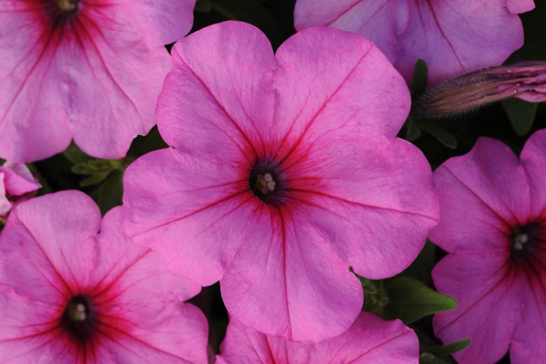 Petunia 'Easy Wave Pink Passion', Easy Wave Pink Passion Petunia, Trailing Petunia, Pink Petunia, Pink Flowers