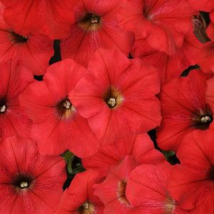 Petunia 'Easy Wave Red', Easy Wave Red Petunia, Trailing Petunia, Red Petunia, Red Flowers