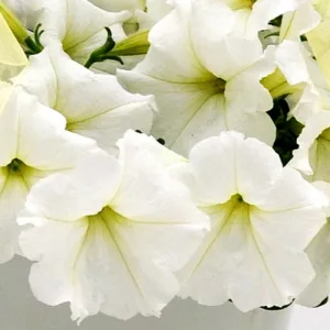 Petunia 'Easy Wave White', Easy Wave White Petunia, Trailing Petunia, White Petunia, White Flowers
