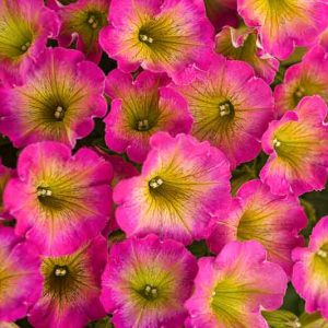 Petunia 'Supertunia Daybreak Charm', Supertunia Daybreak Charm Petunia, Mounding Petunia, Pink Petunia, Pink Flowers