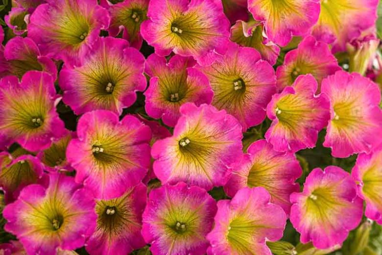 Petunia 'Supertunia Daybreak Charm', Supertunia Daybreak Charm Petunia, Mounding Petunia, Pink Petunia, Pink Flowers