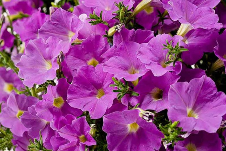Petunia 'Supertunia Lavender Skies', Supertunia Lavender Skies Petunia, Mounding Petunia, Lavender Petunia, Lavender Flowers