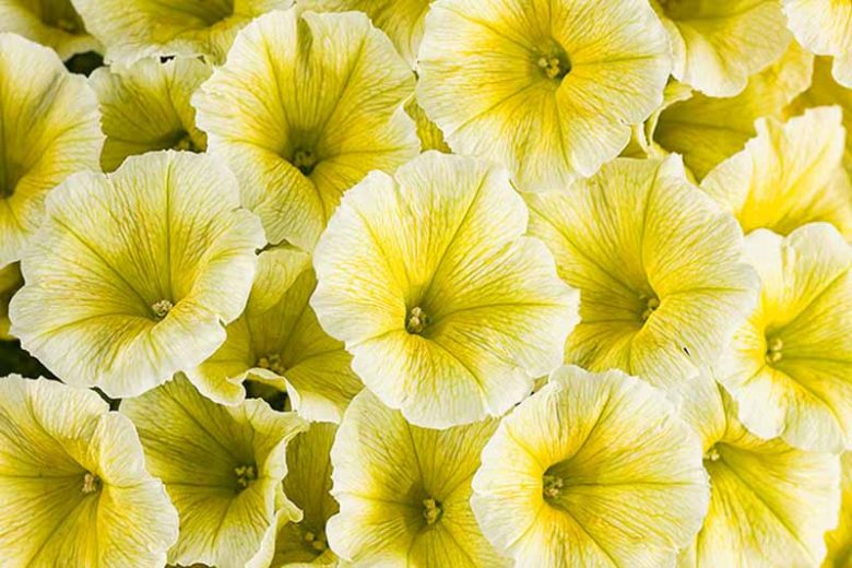 Petunia 'Supertunia Limoncello', Supertunia Limoncello Petunia, Mounding Petunia, Yellow Petunia, Yellow Flowers