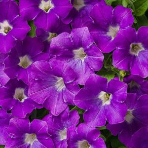 Petunia 'Supertunia Morning Glory Charm', Supertunia Morning Glory Charm Petunia, Mounding Petunia, Purple Petunia, Purple Flowers