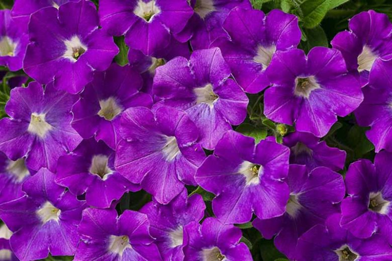 Petunia 'Supertunia Morning Glory Charm', Supertunia Morning Glory Charm Petunia, Mounding Petunia, Purple Petunia, Purple Flowers