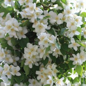 Philadelphus 'Avalanche', Mock Orange 'Avalanche',Philadelphus lemoinei 'Avalanche',  flowering shrub, White flowers, Fragrant shrub, Flowering Shrub