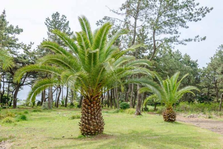 Phoenix canariensis, Canary Island Date Palm, Canary Date Palm, Slender Date Palm, Drought tolerant tree, Palm Tree