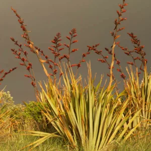 Phormium Tenax, New Zealand Flax, Evergreen Perennial, Common Flax Lily, Flax Bush, New Zealand Hemp, Coastal Flax