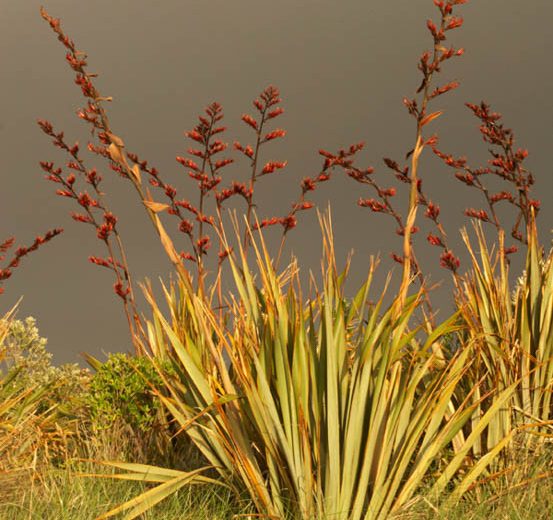 Phormium tenax (New Zealand Flax)