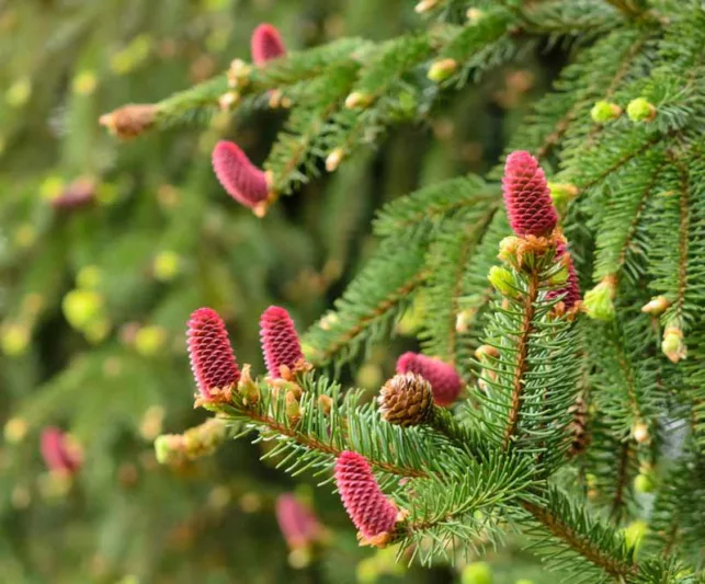 Picea abies 'Acrocona', Norway Spruce 'Acrocona', Acrocona Norway Spruce, Red Cone Norway Spruce, Evergreen Conifer, Evergreen Shrub, Small Conifer, Red Cones