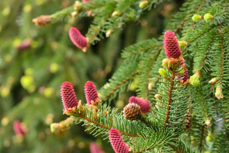 Picea abies 'Acrocona', Norway Spruce 'Acrocona', Acrocona Norway Spruce, Red Cone Norway Spruce, Evergreen Conifer, Evergreen Shrub, Small Conifer, Red Cones