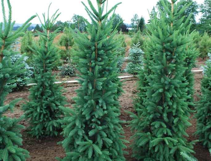 Picea abies 'Cupressina', Norway Spruce 'Cupressina', Cupressina Norway Spruce, Evergreen Conifer, Evergreen Shrub, Evergreen Tree, Golden Conifer