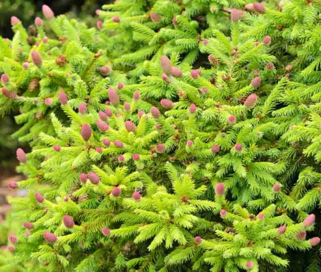 Picea abies 'Pusch', Norway Spruce 'Pusch', Pusch Norway Spruce, Picea abies 'Acrocona Pusch', Picea abies 'Acrozwerg', Picea abies 'Acrocona Nana', Evergreen Conifer, Evergreen Shrub, Small Conifer, Red Cones