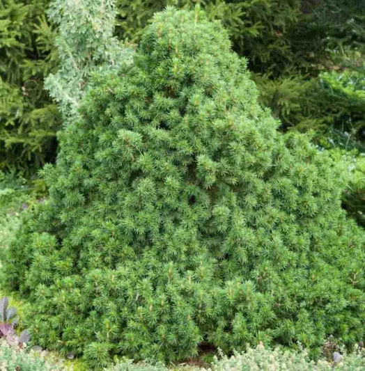 Picea abies 'Tompa', Norway Spruce 'Tompa', Tompa Norway Spruce, Dwarf Norway Spruce, Evergreen Conifer, Evergreen Shrub, Evergreen Tree