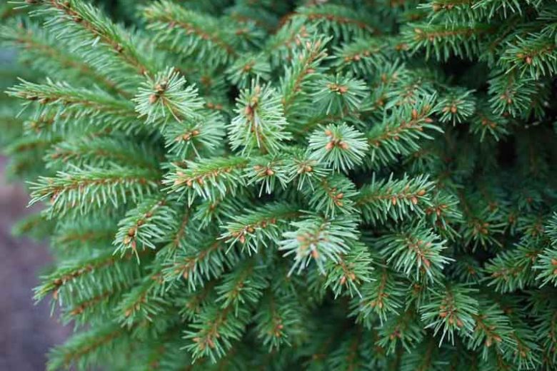Picea abies 'Witches' Brood', Norway Spruce Witches' Brood, Witches' Brood Norway Spruce, Evergreen Conifer, Evergreen Shrub, Evergreen Tree
