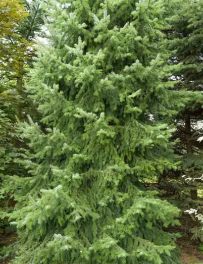 Picea omorika 'Aurea', Serbian Spruce 'Aurea', Aurea Serbian Spruce, Evergreen Conifer, Evergreen Shrub, Evergreen Tree