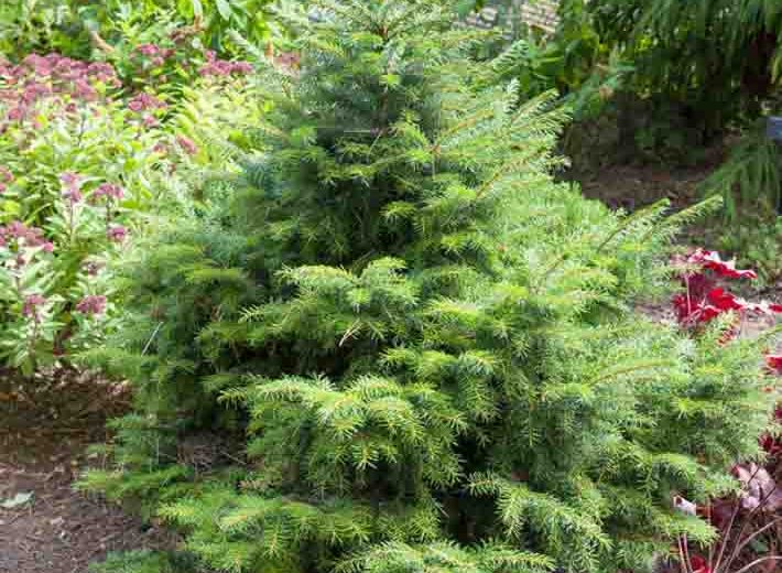 Picea omorika 'Peve Tijn', Serbian Spruce 'Peve Tijn', Peve Tijn Serbian Spruce, Evergreen Conifer, Evergreen Shrub, Evergreen Tree