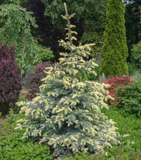 Picea pungens 'Bialobok ', Colorado Spruce 'Bialobok', Blue Spruce 'Bialobok', Evergreen Conifer, Evergreen Shrub, Blue Conifer, Golden Conifer