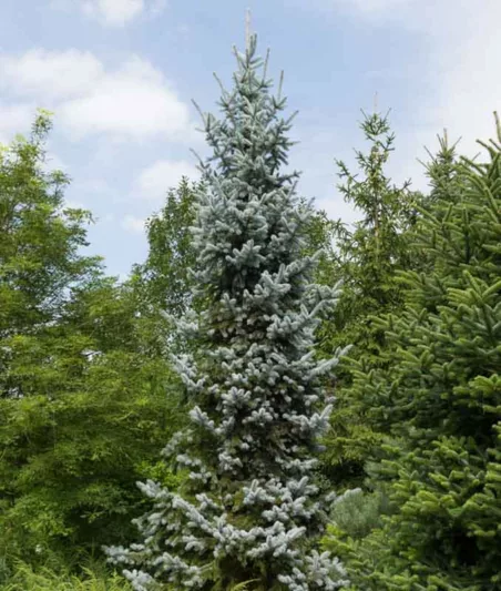 Picea pungens 'Hoopsii', Colorado Spruce 'Hoopsii', Picea pungens (Glauca Group) 'Hoopsii', Hoops' Colorado Blue Spruce, Evergreen Conifer, Evergreen Shrub, Blue Conifer,
