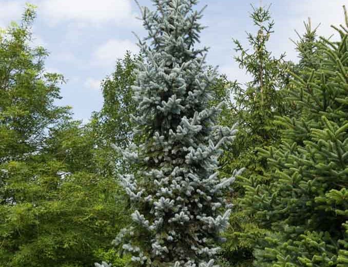 Picea pungens 'Hoopsii', Colorado Spruce 'Hoopsii', Picea pungens (Glauca Group) 'Hoopsii', Hoops' Colorado Blue Spruce, Evergreen Conifer, Evergreen Shrub, Blue Conifer,
