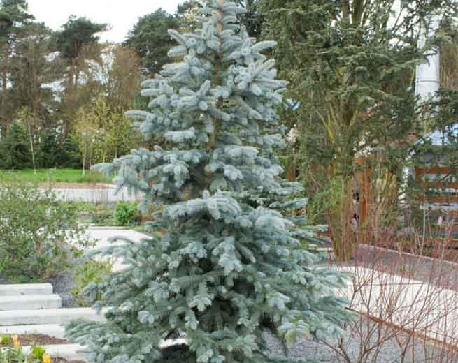 Picea pungens 'Koster', Colorado Spruce 'Koster', Picea pungens (Glauca Group) 'Koster', Picea kosteri 'Glauca', Picea pungens 'Koster Compacta', Evergreen Conifer, Evergreen Shrub, Blue Conifer,