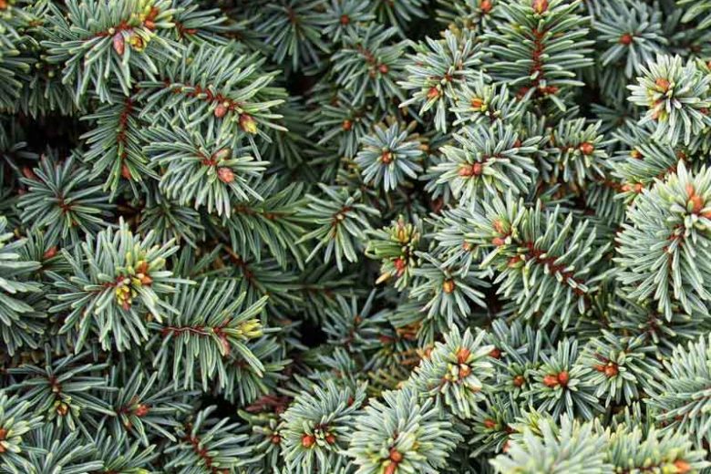 Picea pungens 'Mrs. Cesarini', Colorado Spruce 'Mrs. Cesarini', Mrs. Cesarini Colorado spruce, Evergreen Conifer, Evergreen Shrub, Blue Conifer, Dwarf Spruce, Dwarf Conifer