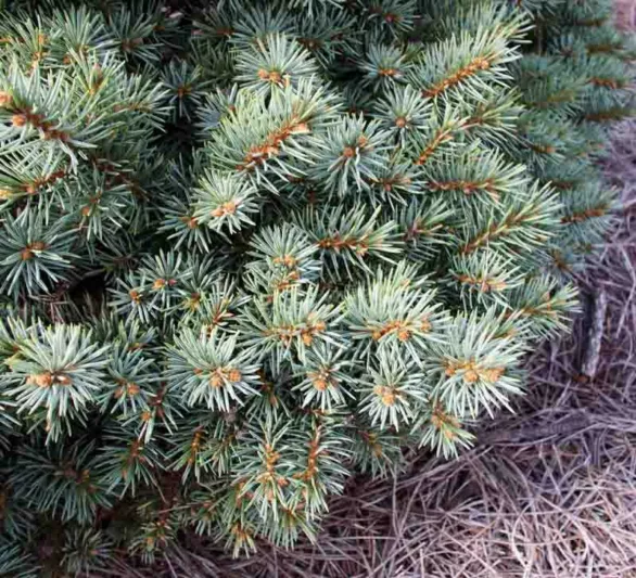 Picea pungens 'Regal Chub', Colorado Spruce 'Regal Chub', Regal Chub Colorado spruce, Evergreen Conifer, Evergreen Shrub, Blue Conifer, Dwarf Spruce, Dwarf Conifer