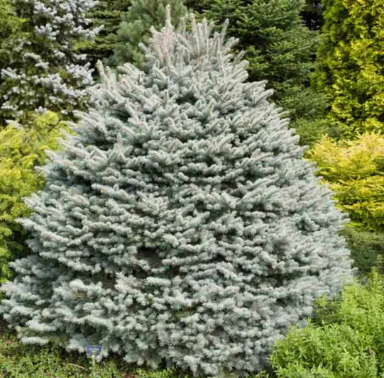 Picea pungens 'Thuem', Colorado Spruce 'Thuem', Thuem Colorado Spruce, Dwarf Globe Blue Spruce, Evergreen Conifer, Evergreen Shrub, Blue Conifer,
