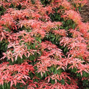 Pieris japonica 'Red Head', Japanese Andromeda 'Red Head', 'Red Head'Japanese Pieris, evergreen shrub, red leaves