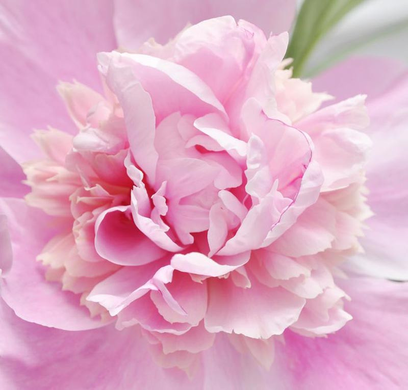 Pink Peonies per Blooming Season