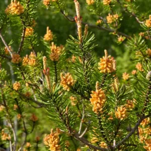 Pinus banksiana, Jack Pine, Evergreen Conifer, Evergreen Shrub, Evergreen Tree,