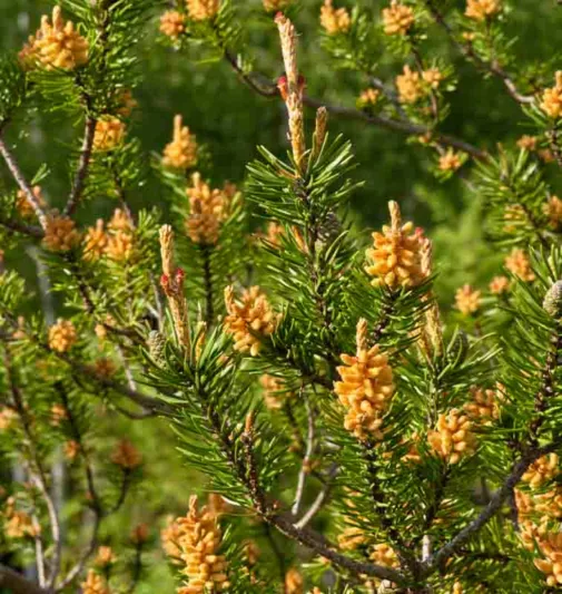 Pinus banksiana, Jack Pine, Evergreen Conifer, Evergreen Shrub, Evergreen Tree,