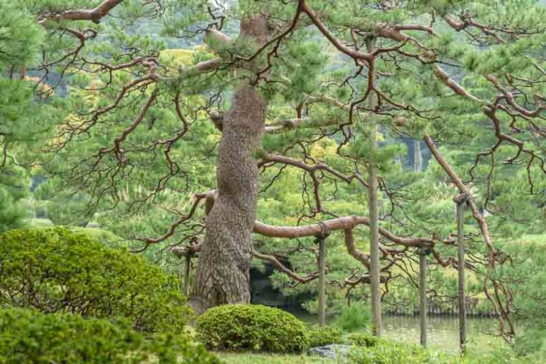 Pinus densiflora, Japanese Red Pine, Evergreen Conifer, Evergreen Shrub, Evergreen Tree,