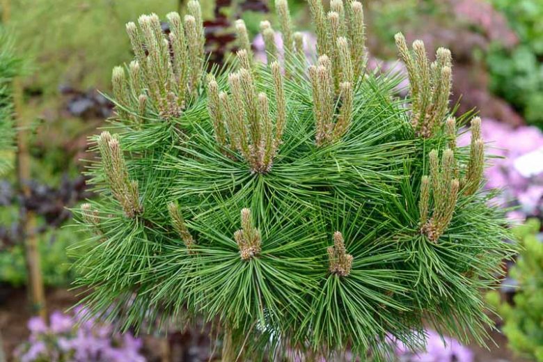 Pinus densiflora 'Low Glow', Japanese Red Pine 'Low Glow', Evergreen Conifer, Evergreen Shrub, Evergreen Tree, Dwarf Pine, Dwarf Conifer,
