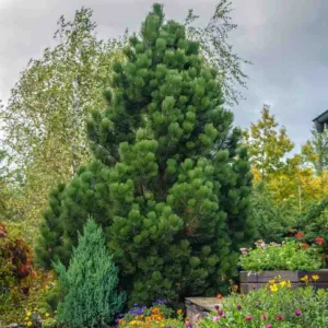 Pinus heldreichii 'Compact Gem', Bosnian Pine 'Compact Gem', Heldreich's Pine 'Compact Gem', Balkan Pine 'Compact Gem', Pinus leucodermis 'Compact Gem', Evergreen Conifer, Evergreen Shrub