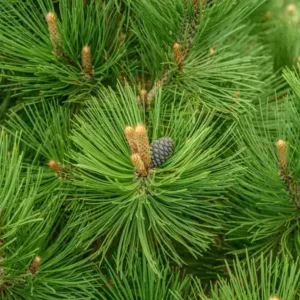 Pinus heldreichii 'Malink', Bosnian Pine 'Malink', Heldreich's Pine 'Malink', Balkan Pine 'Malink', Pinus leucodermis 'Malink', Evergreen Conifer, Evergreen Shrub