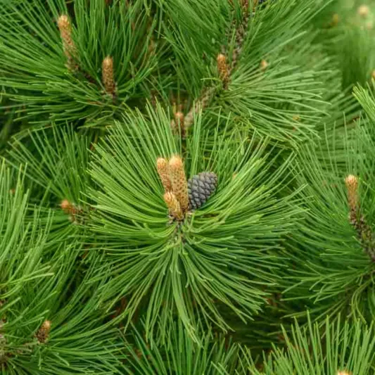 Pinus heldreichii 'Malink', Bosnian Pine 'Malink', Heldreich's Pine 'Malink', Balkan Pine 'Malink', Pinus leucodermis 'Malink', Evergreen Conifer, Evergreen Shrub