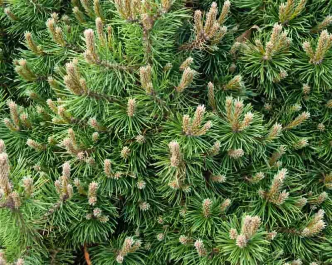 Pinus mugo 'Humpy', Dwarf Mountain Pine 'Humpy', Dwarf Pine 'Humpy', Drooping Cone Pine 'Humpy', Mountain Pine 'Humpy', Swiss Mountain Pine 'Humpy', Pinus mugo 'Humpy', Evergreen Conifer, Evergreen Shrub