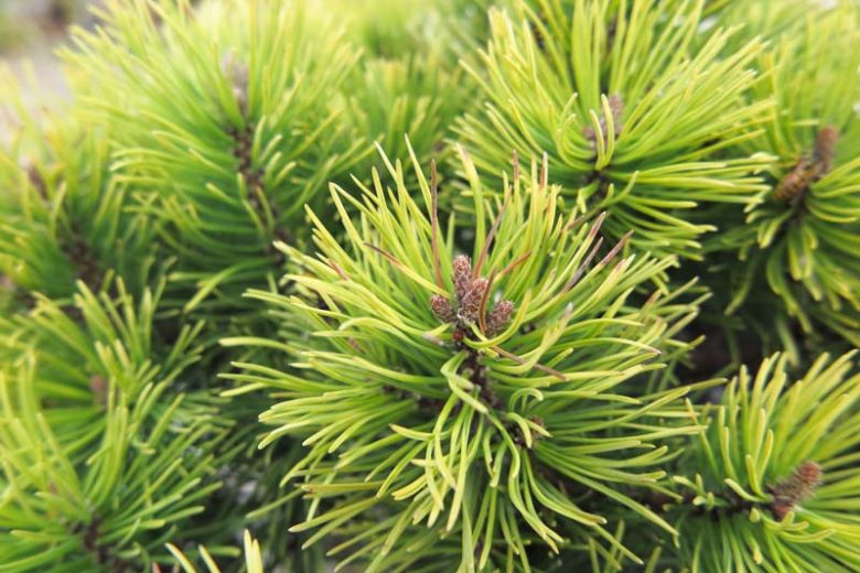 Pinus mugo 'Ophir', Dwarf Mountain Pine 'Ophir', Dwarf Pine 'Ophir', Drooping Cone Pine 'Ophir', Mountain Pine 'Ophir', Swiss Mountain Pine 'Ophir',Evergreen Conifer, Evergreen Shrub, Yellow Conifer