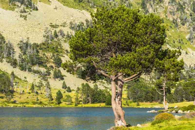 Pinus nigra, Austrian Pine, Black Pine, Calabrian Pine, Corsican Pine, Larch Pine, Evergreen Conifer, Evergreen Shrub, Conifer,European Black Pine