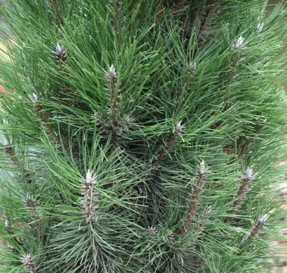 Pinus nigra 'Komet', Austrian Pine 'Komet', Black Pine 'Komet', Calabrian Pine 'Komet', Corsican Pine 'Komet', Larch Pine 'Komet', European Black Pine 'Komet', Evergreen Conifer, Evergreen Shrub, Conifer,European