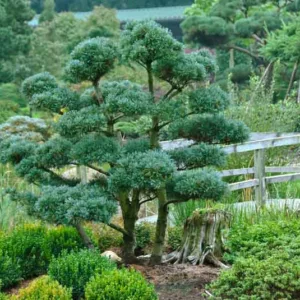 Pinus parviflora 'Glauca', Pinus parviflora Glauca Group,  Japanese White Pine 'Glauca', Conifer, Evergreen Tree, Evergreen Shrub, Blue Conifer