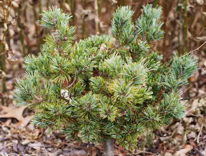 Pinus parviflora 'Hagoromo', Japanese White Pine 'Hagoromo', Hagoromo Japanese White Pine, Confier, Evergreen Tree, Evergreen Shrub, Blue Conifer