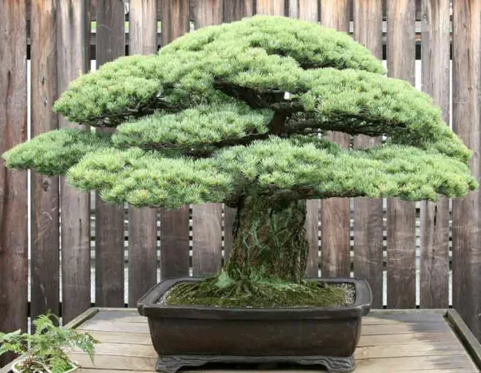Pinus parviflora 'Miyajima', Japanese White Pine 'Miyajima', Miyajima Japanese White Pine, Conifer, Evergreen Tree, Evergreen Shrub, Blue Conifer