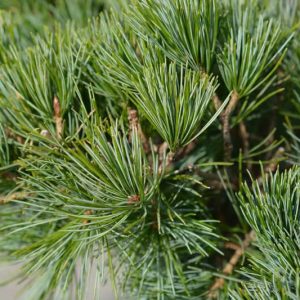 Pinus parviflora 'Tempelhof', Pinus parviflora,  Japanese White Pine 'Tempelhof', Conifer, Evergreen Tree, Evergreen Shrub, Blue Conifer