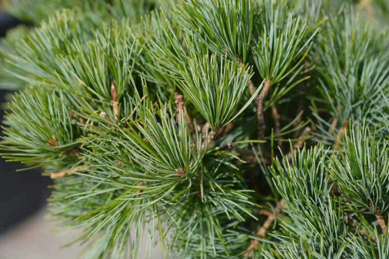 Pinus parviflora 'Tempelhof', Pinus parviflora,  Japanese White Pine 'Tempelhof', Conifer, Evergreen Tree, Evergreen Shrub, Blue Conifer
