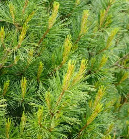 Pinus strobus 'Densa', Eastern White Pine 'Densa', Weymouth Pine 'Densa', North American Pumpkin Pine 'Densa', North American White Pine 'Densa', White Pine 'Densa', Evergreen Tree, Evergreen Shrub, Conifer